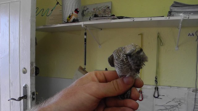 Eurasian Wryneck - ML723679