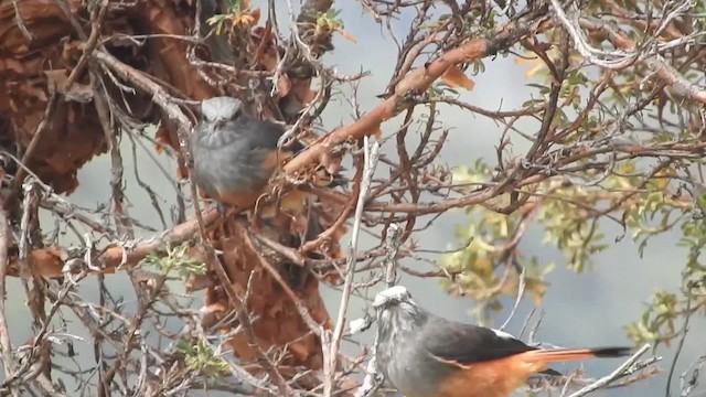 Red-rumped Bush-Tyrant - ML723680