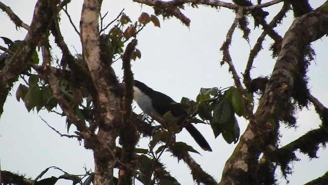 Black-billed Mountain-Toucan - ML723682