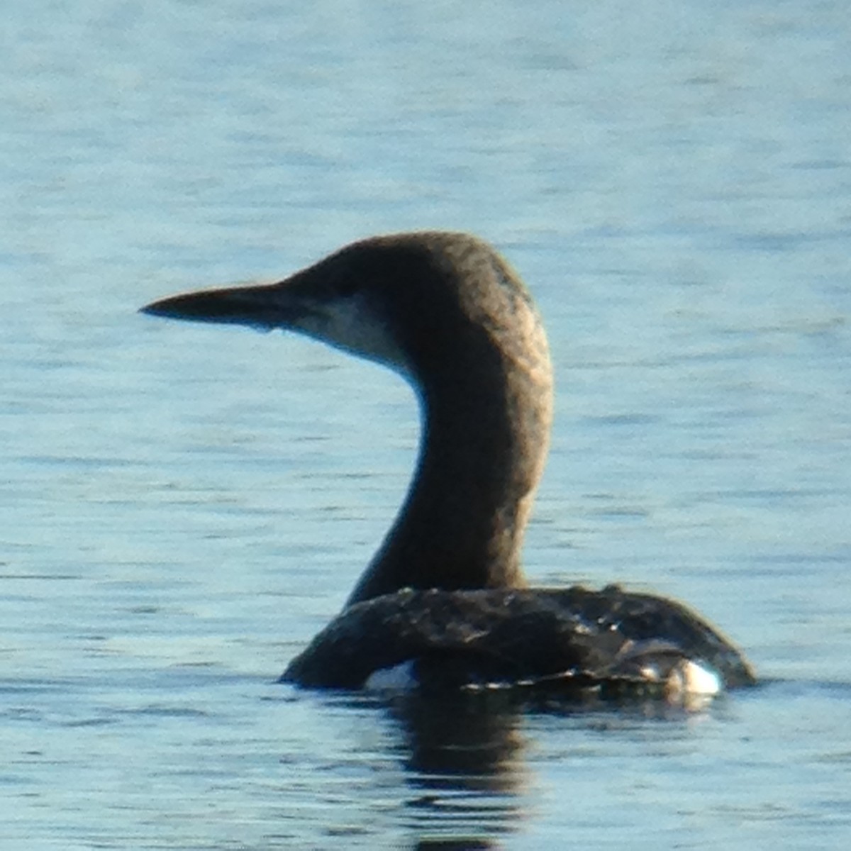 potáplice severní - ML72368341