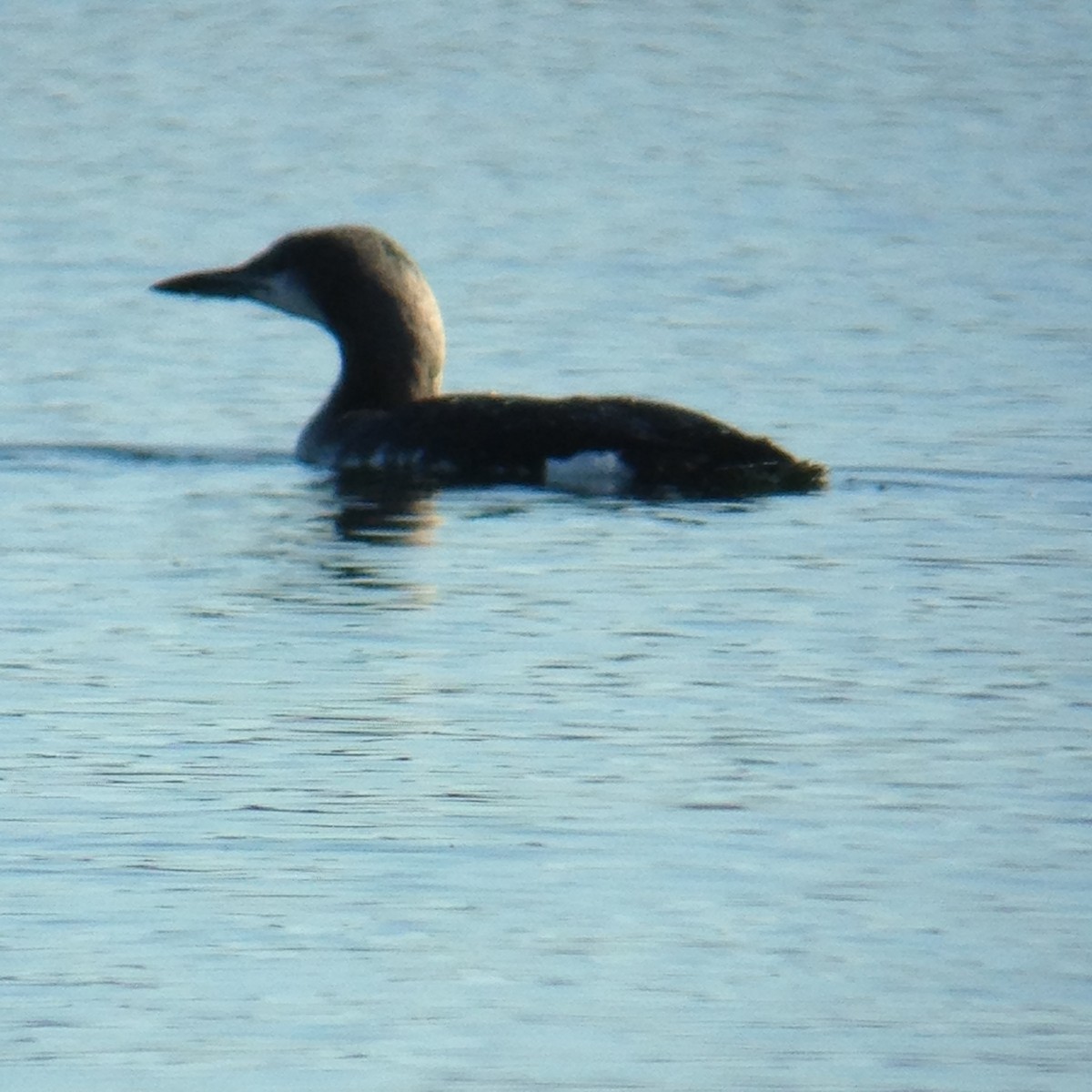 potáplice severní - ML72368351