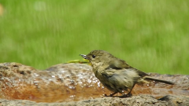 ムネアカハナサシミツドリ - ML723684