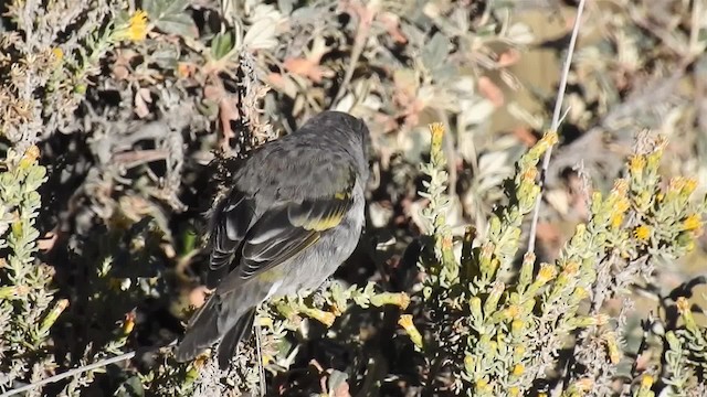 Thick-billed Siskin - ML723690