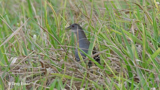 Ash-throated Crake - ML723691