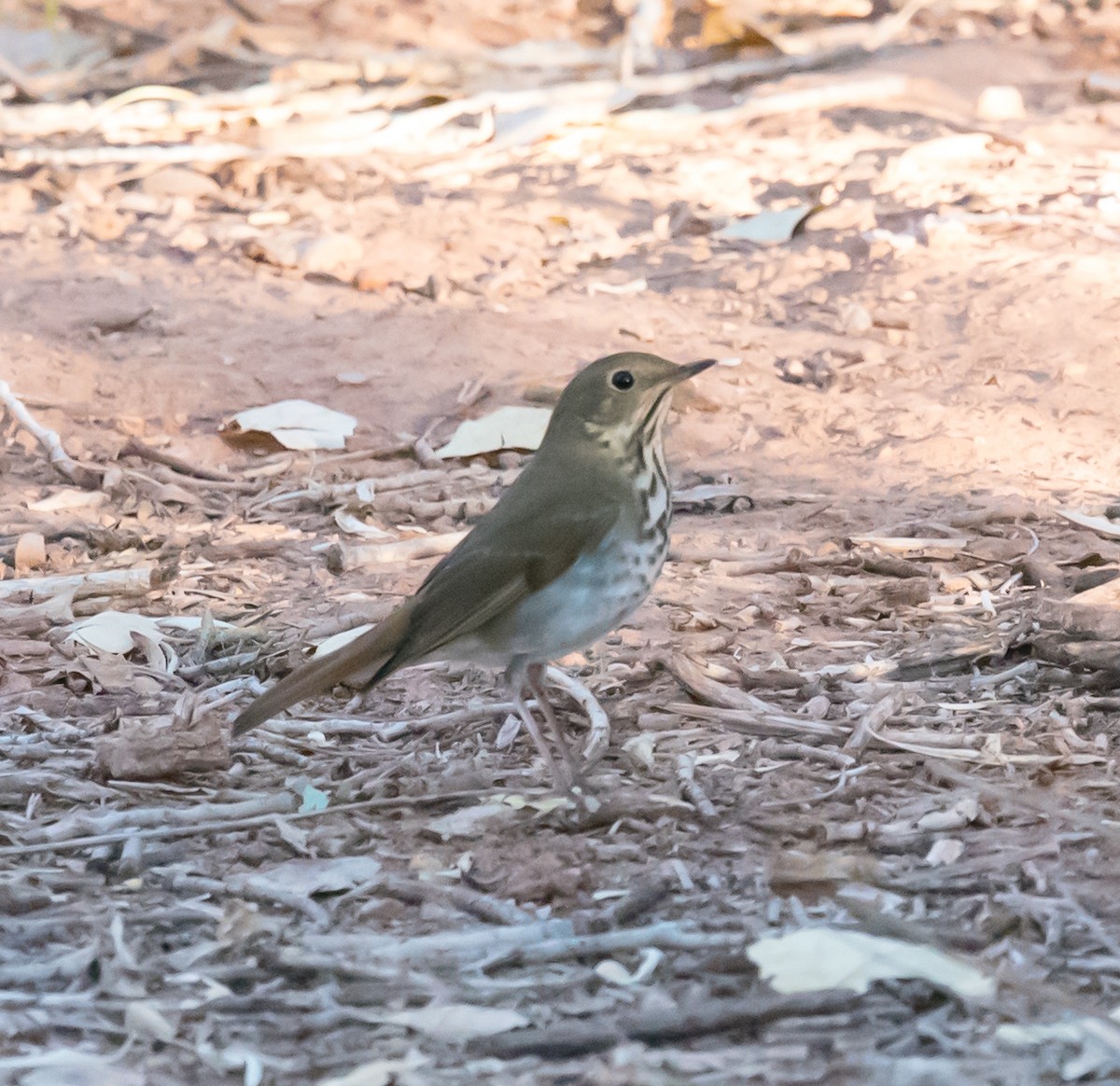 Hermit Thrush - ML72369251