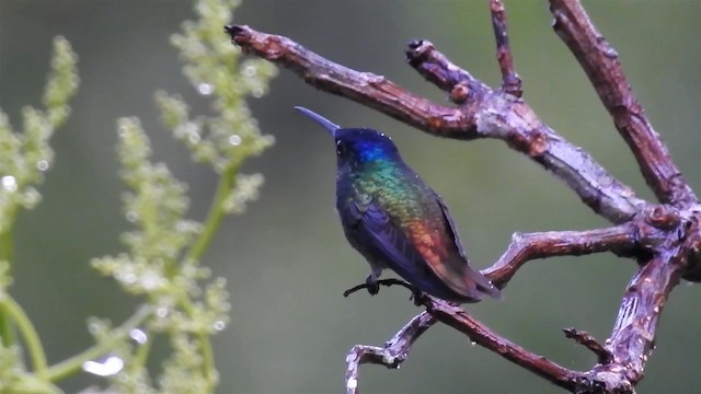 Golden-tailed Sapphire - ML723697