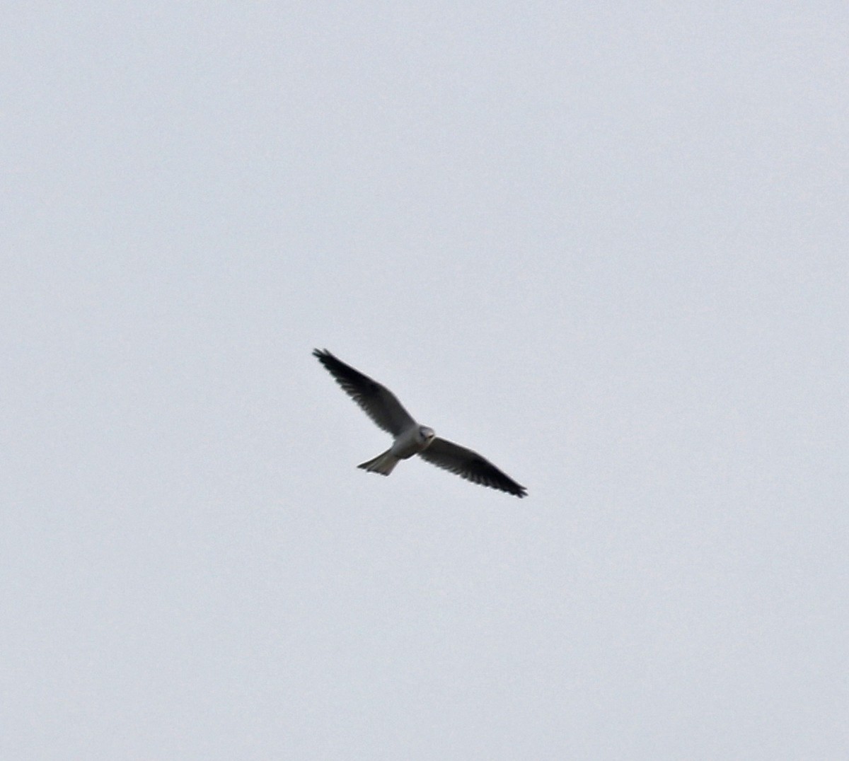 White-tailed Kite - ML72370731