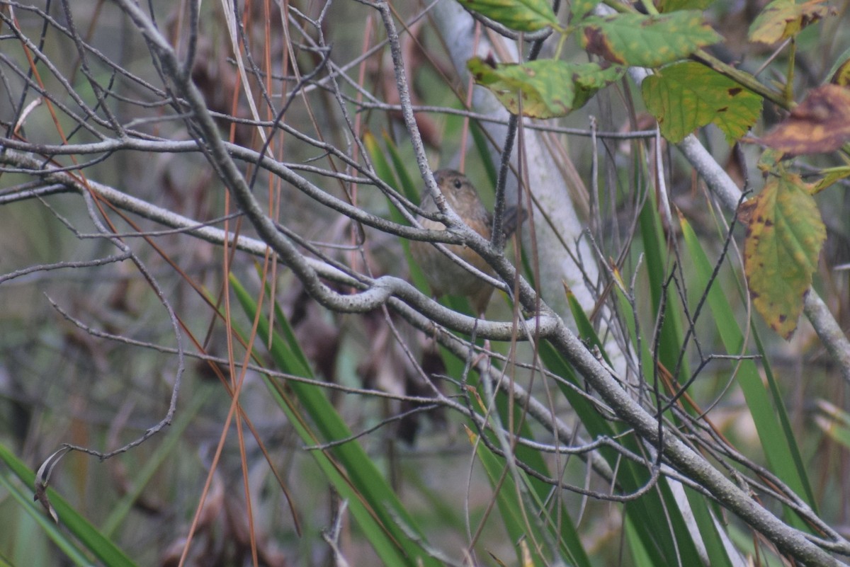 Sedge Wren - ML72371531