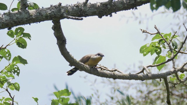 Dark-billed Cuckoo - ML723727