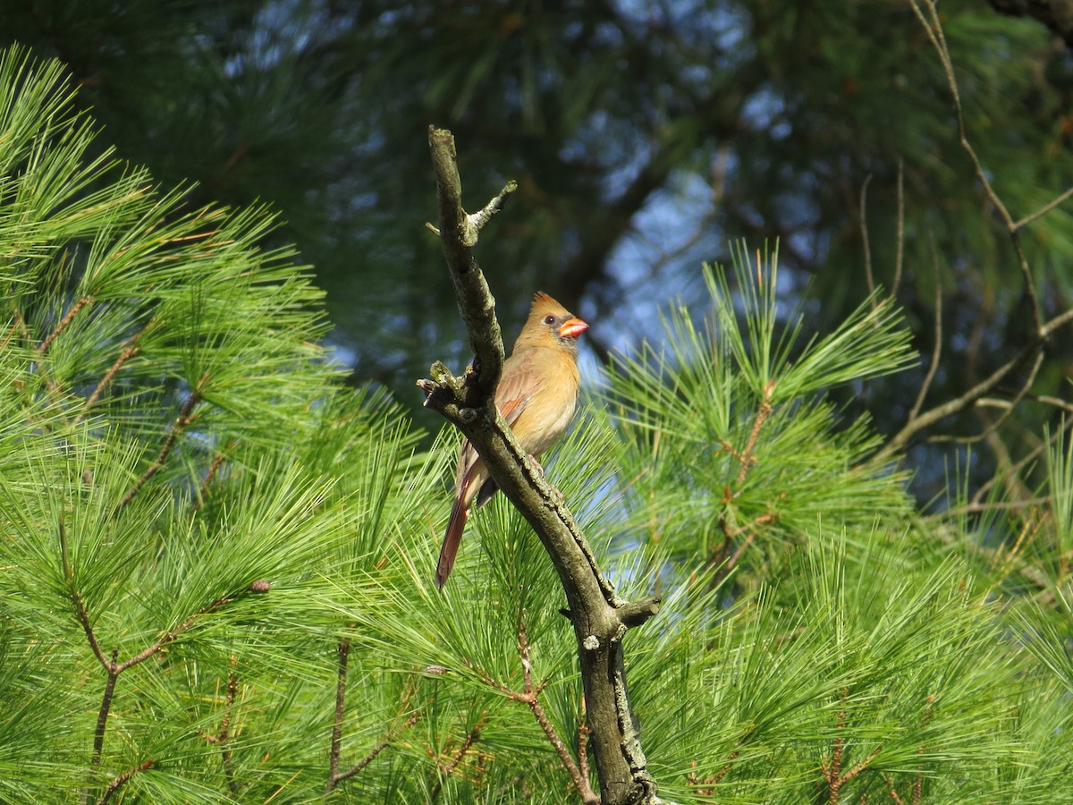 Northern Cardinal - ML72373241