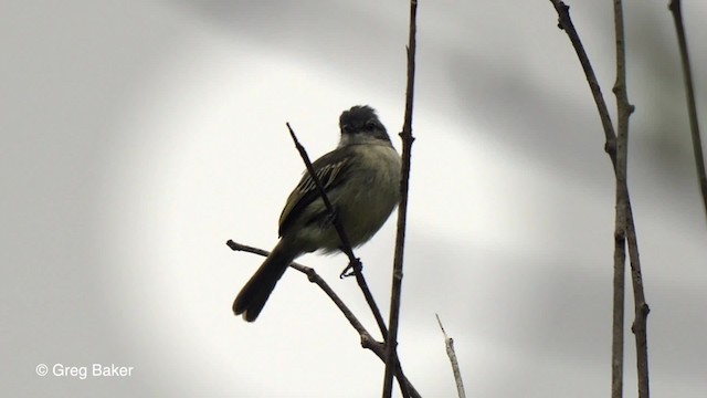 Guianan Tyrannulet - ML723734