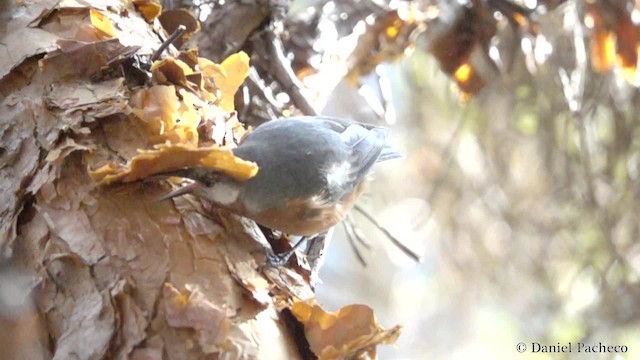 Giant Conebill - ML723735