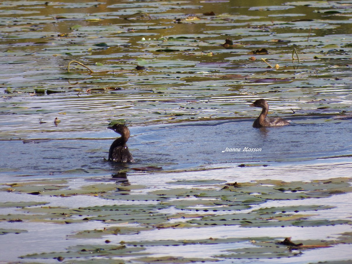 Pied-billed Grebe - ML72374181