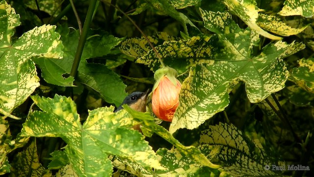 Percefleur rouilleux - ML723751