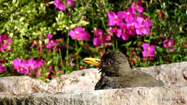 Chiguanco Thrush (chiguanco/conradi) - ML723752