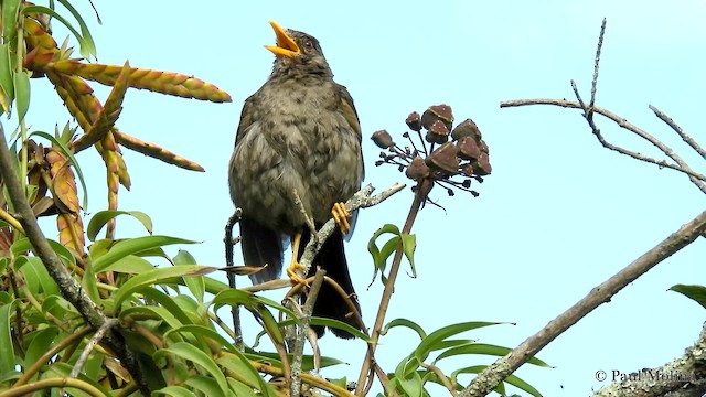 Chiguanco Thrush (chiguanco/conradi) - ML723753