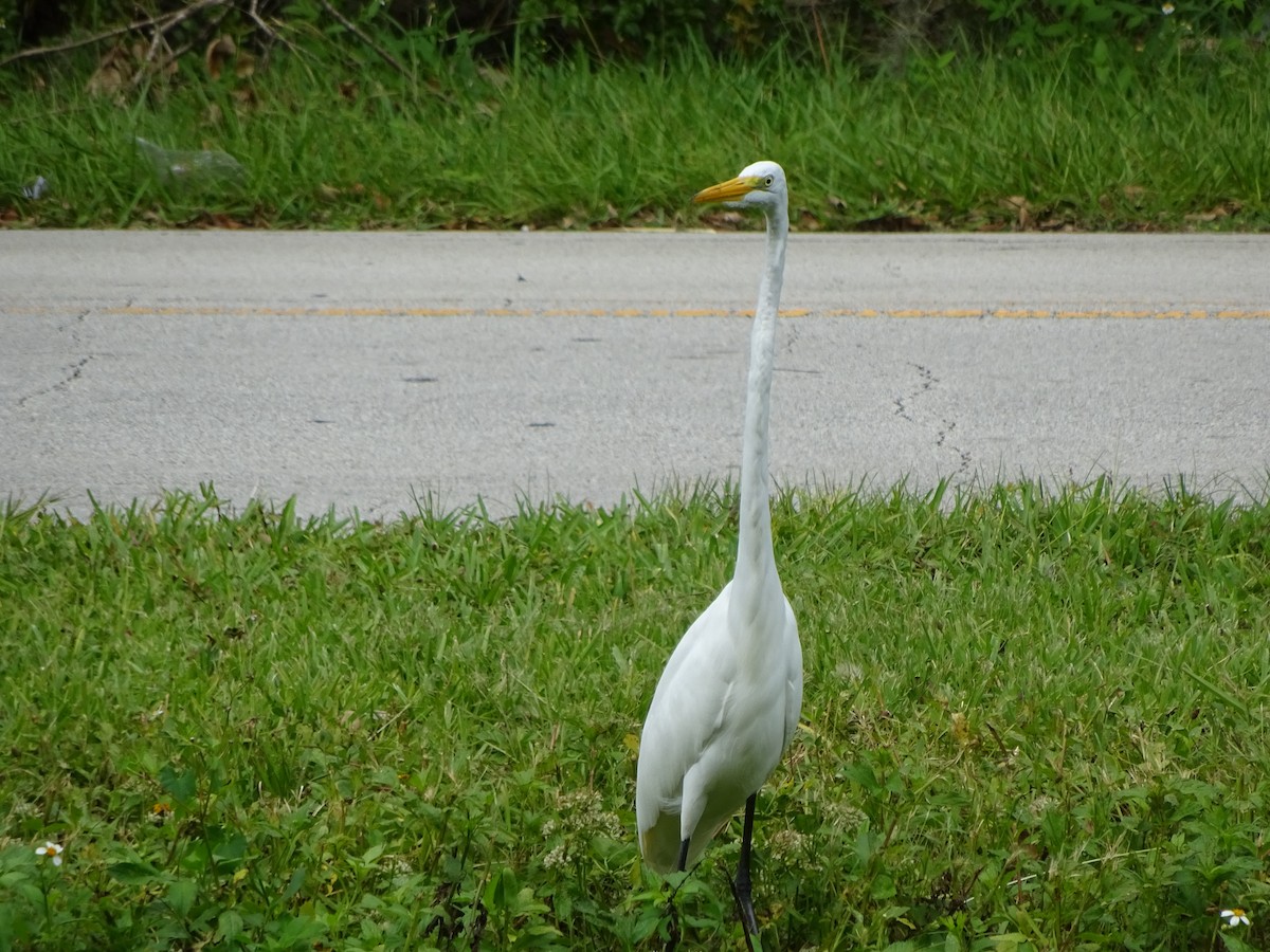 egretthegre - ML72375601