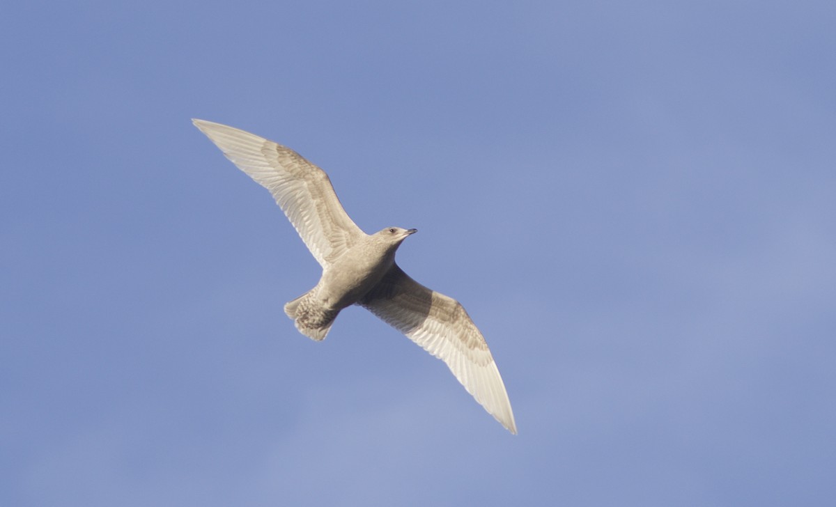 Iceland Gull - ML72376141