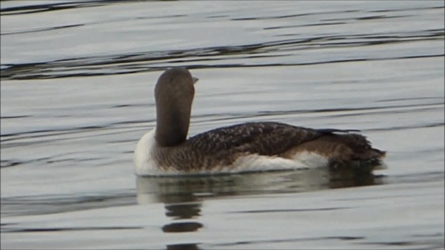 Arctic Loon - ML723766