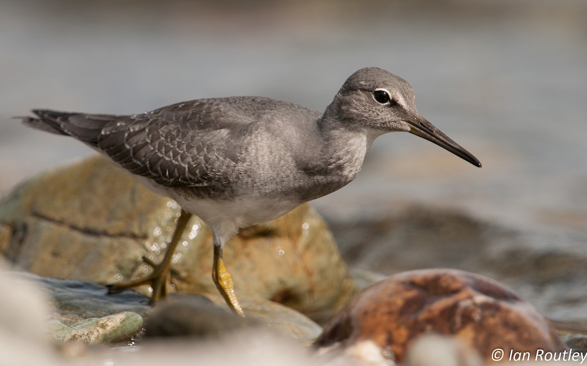 Wandering Tattler - ML72376791