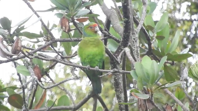 Red-faced Parrot - ML723778