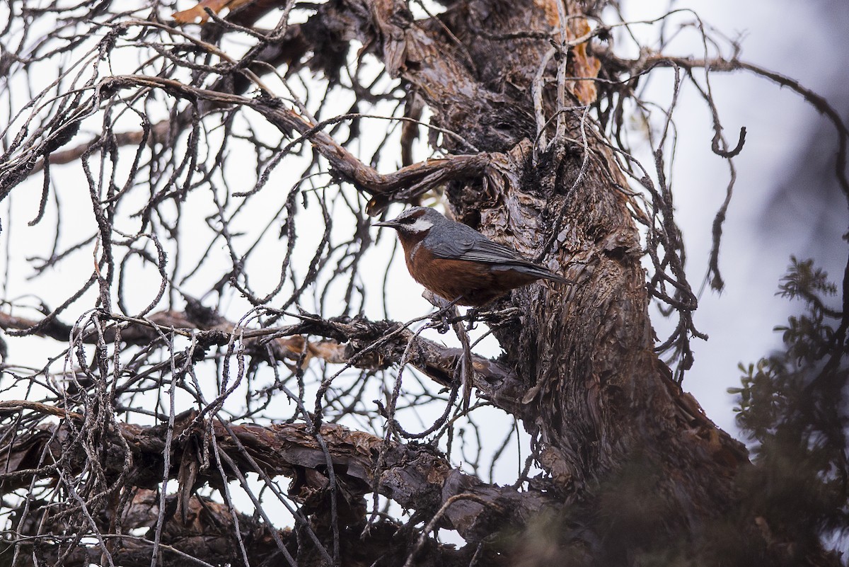 Giant Conebill - ML72378111