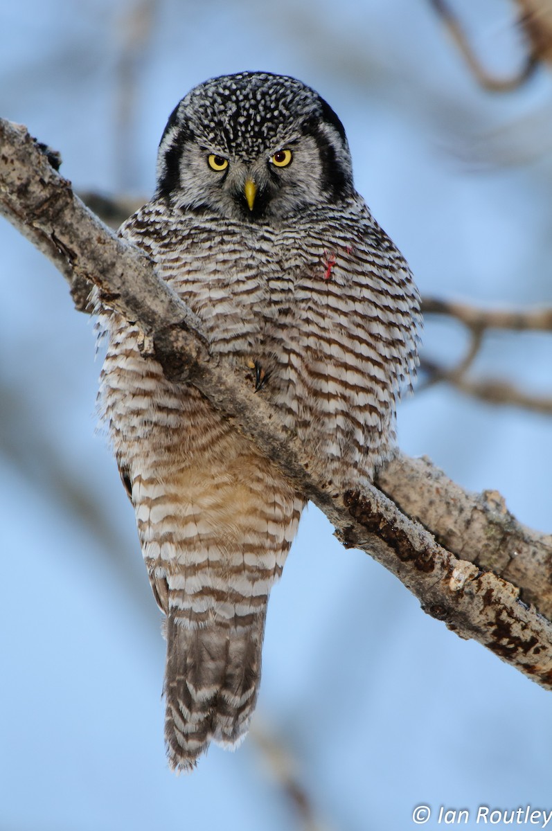 Northern Hawk Owl - Ian Routley