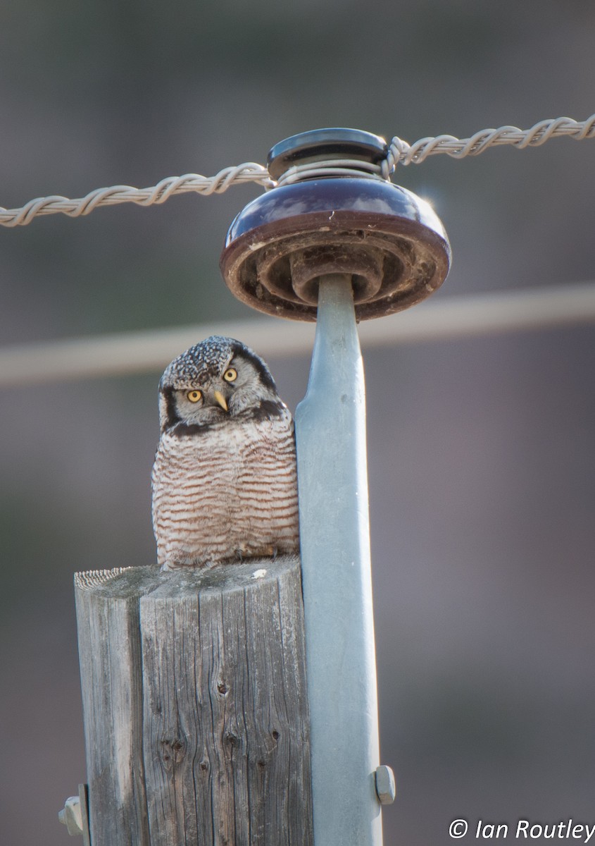 Northern Hawk Owl - Ian Routley