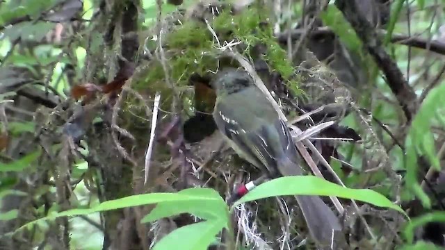 Restinga Tyrannulet - ML723788