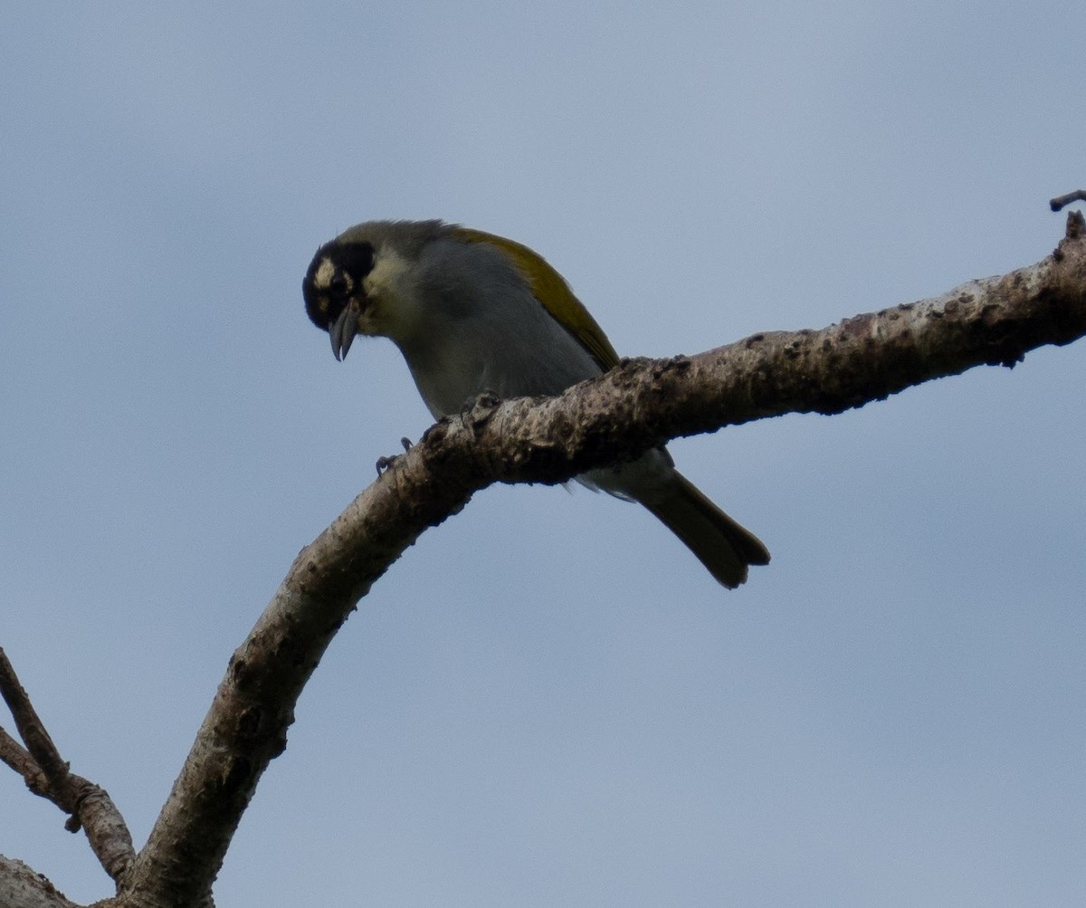 Black-crowned Palm-Tanager - ML72378851