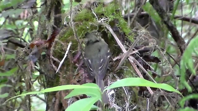 Restinga Tyrannulet - ML723789