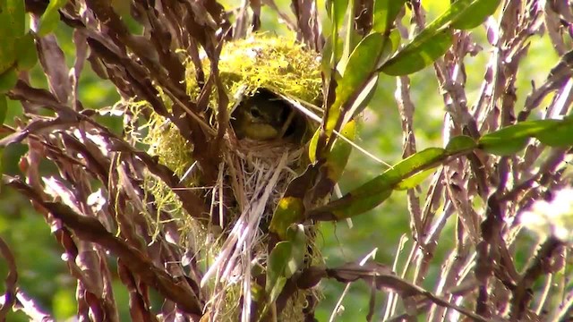 Restinga Tyrannulet - ML723791