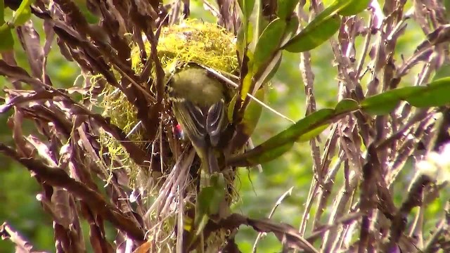 Restinga Tyrannulet - ML723792