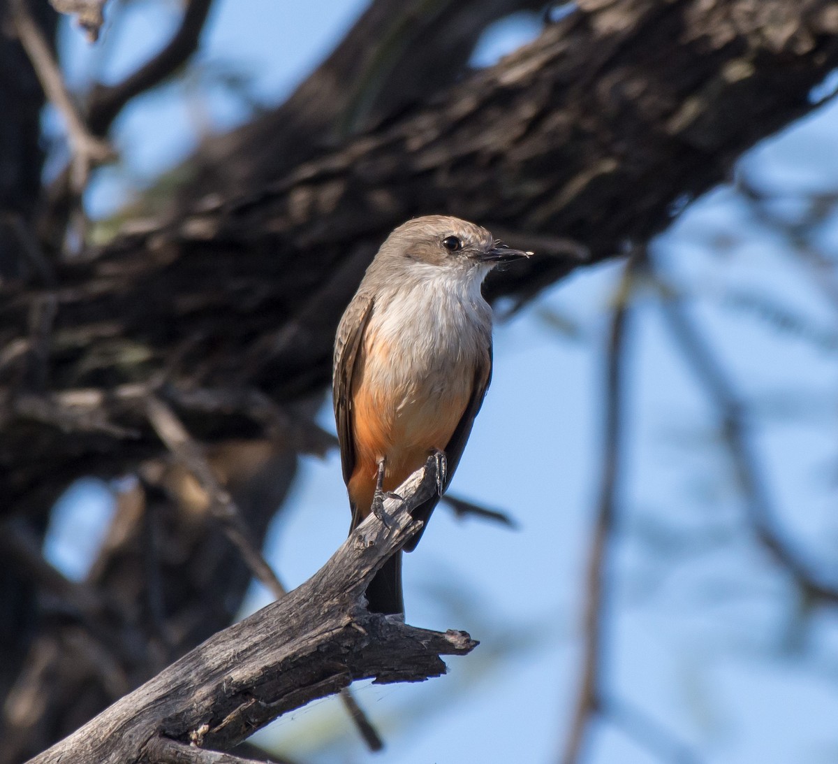 Vermilion Flycatcher - Gordon Karre