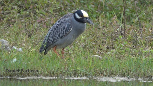 Yellow-crowned Night Heron (Yellow-crowned) - ML723793