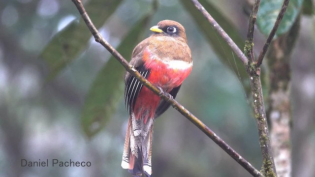 Trogón Acollarado (grupo collaris) - ML723794