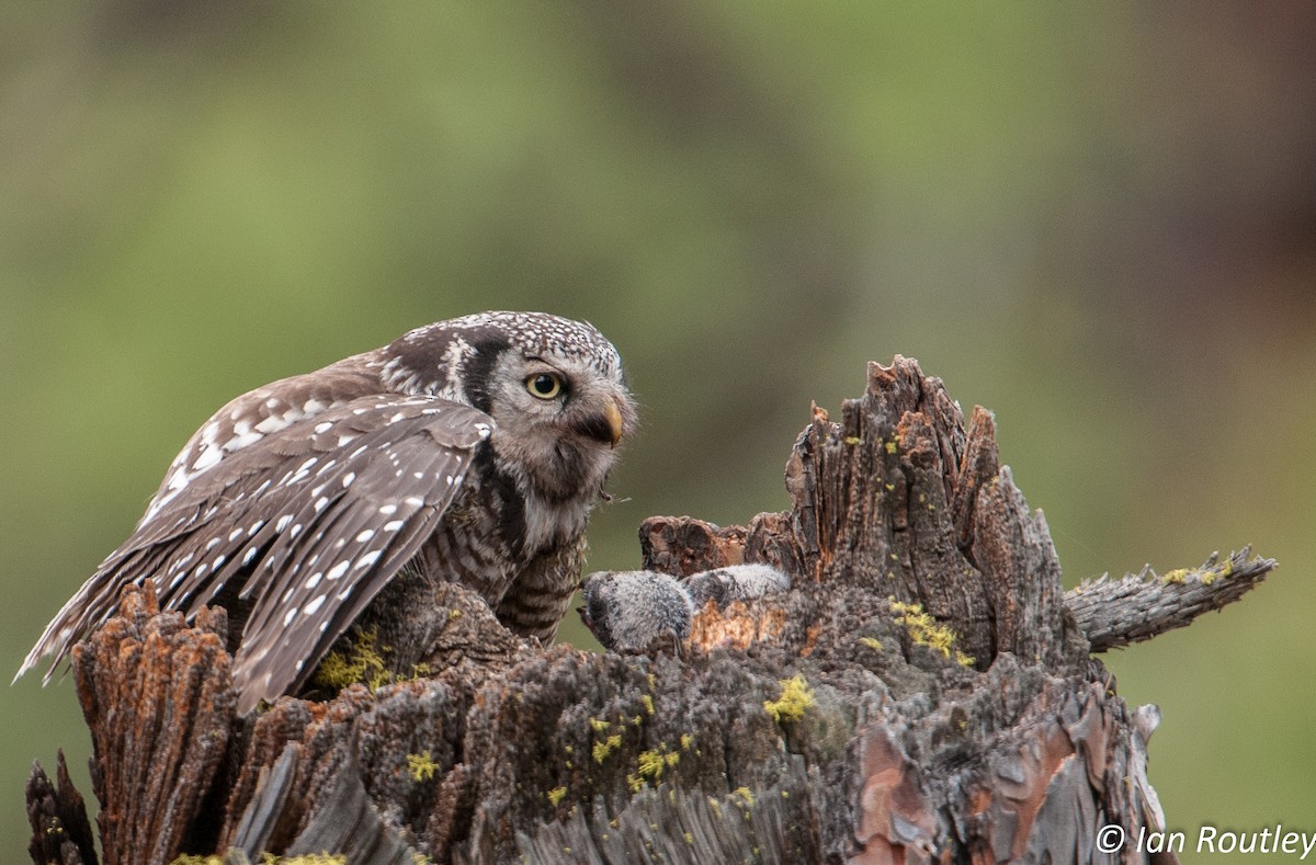 Northern Hawk Owl - Ian Routley