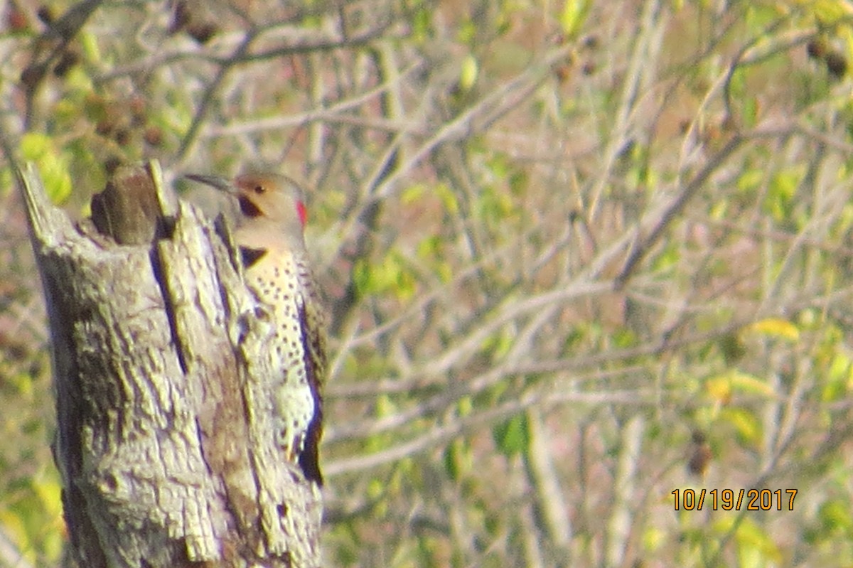 Northern Flicker (Yellow-shafted) - ML72379651
