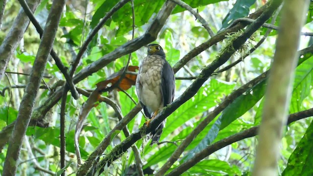 Slaty-backed Forest-Falcon - ML723800