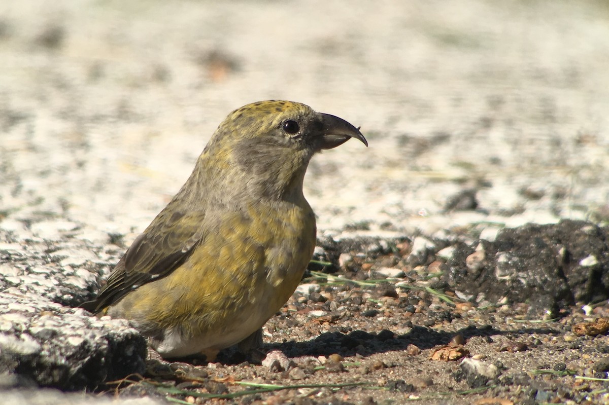 Red Crossbill (Ponderosa Pine or type 2) - Aaron  Brees