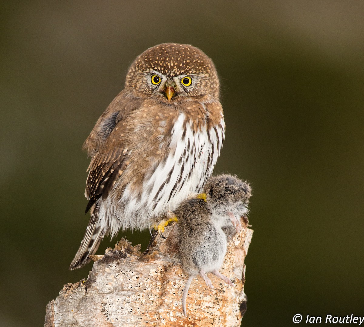 Northern Pygmy-Owl - Ian Routley