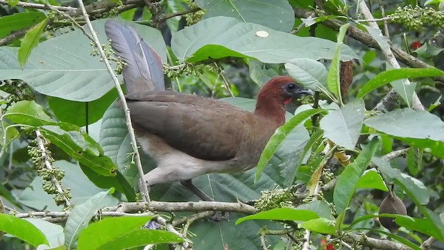 Ortalide à tête rousse - ML723807