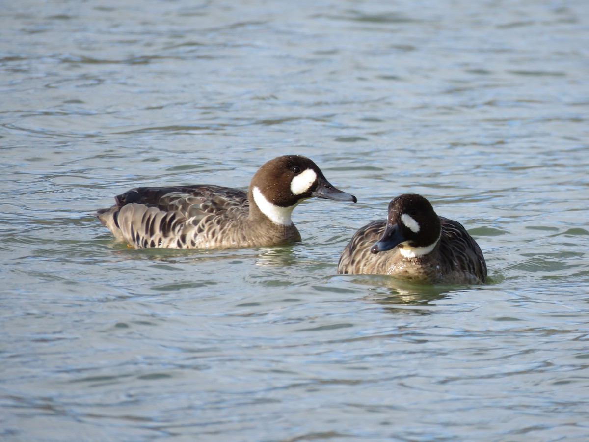 Spectacled Duck - Cristóbal Robinson