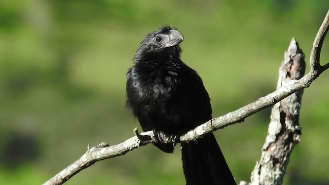 Groove-billed Ani - ML723810