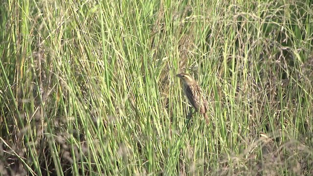 Yellow-crowned Bishop - ML723811