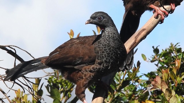 Andean Guan - ML723818