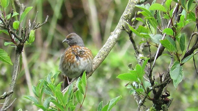 Rufous-breasted Warbling Finch - ML723823