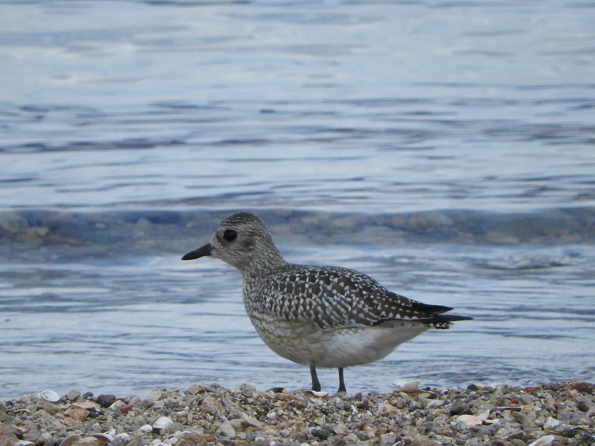 Black-bellied Plover - Justin Streit