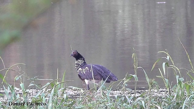 Chajá Añuma - ML723834