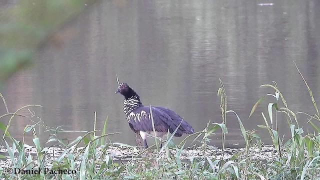 Horned Screamer - ML723834